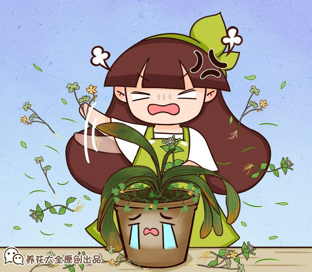 花友|君子兰如何养得叶大油绿，关键是记住4个经常，还能开出大花箭