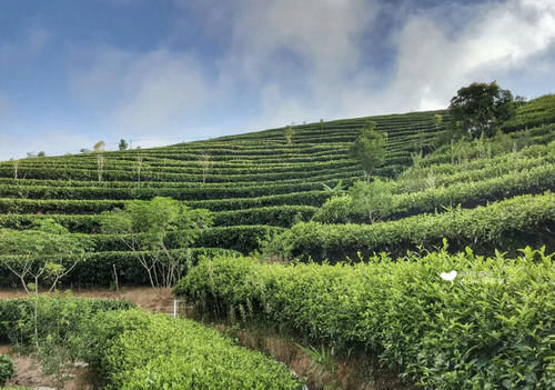  中国唯一用茶来命名的城市，现在却因为咖啡出名？风景还超美！