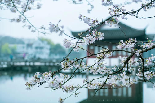 花朝节，最不该被遗忘的节日。