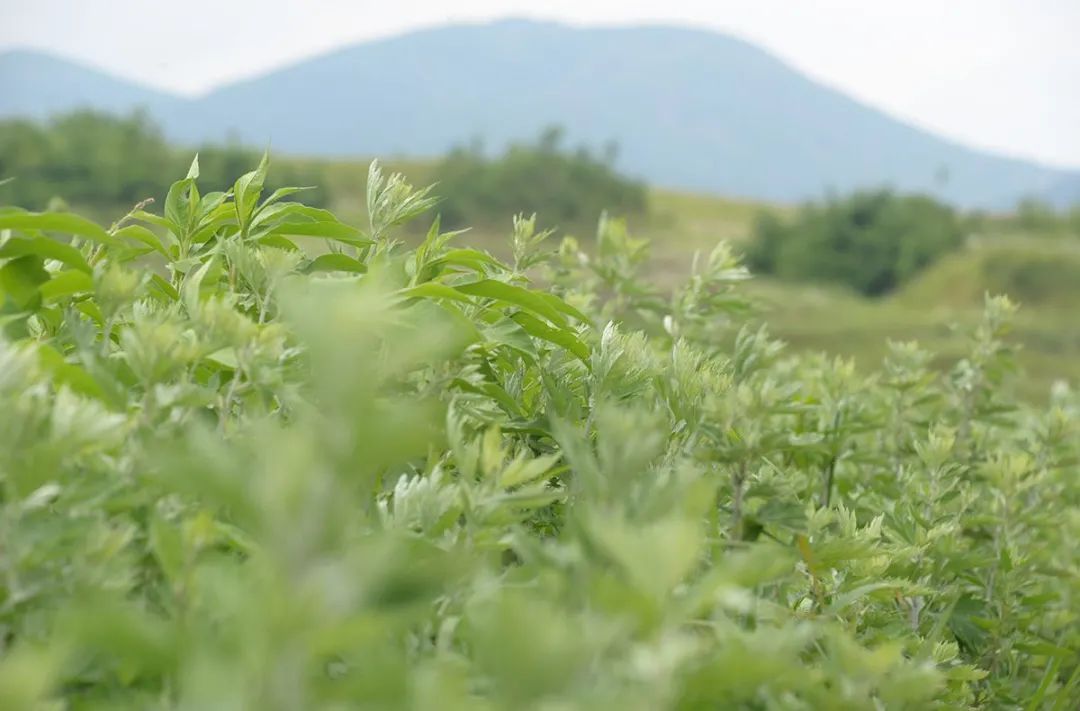 胡柚|最是一年春好处，寻春之味在常山