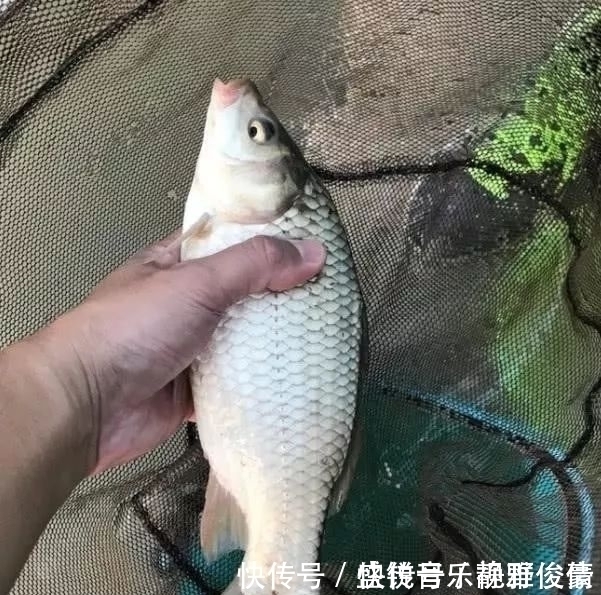 钓鲫鱼不能补窝?一补窝就停口?你用错了方法!