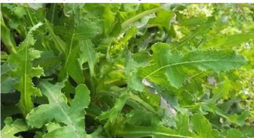 脱氧酶|埋没在农村“一种野菜”，凉血止痛、预防癌细胞，比荠菜好100倍