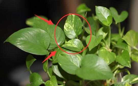 阳台上|想要绿萝不黄叶不烂根就得这样养，不仅不黄叶，还能常年绿油油