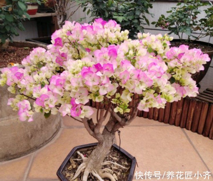 三角梅出室不能早，否则花芽全落掉，做好3步，室内开成“花球”