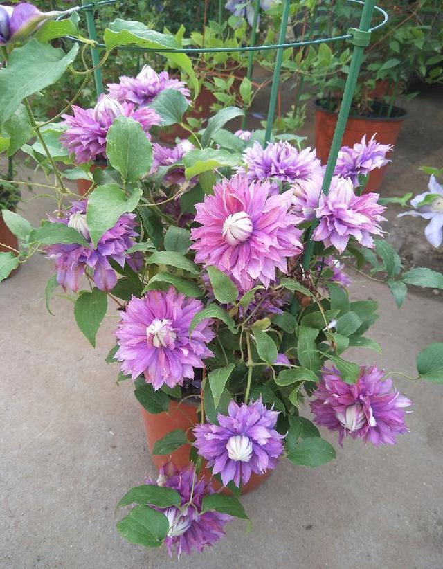 颜值担当|想要打造“高级”花园,春天种上“4种花”,颜值高,爱开花