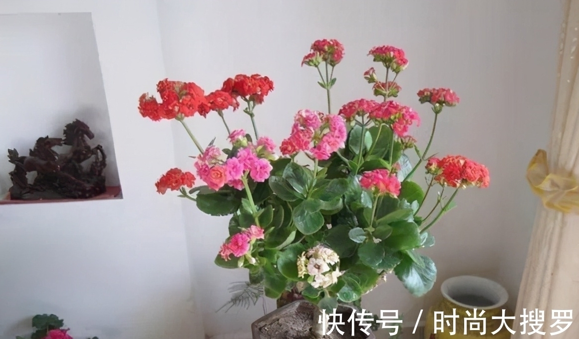 养长寿花,用这法,1年就能成老桩,开满五色花,独特又吉祥