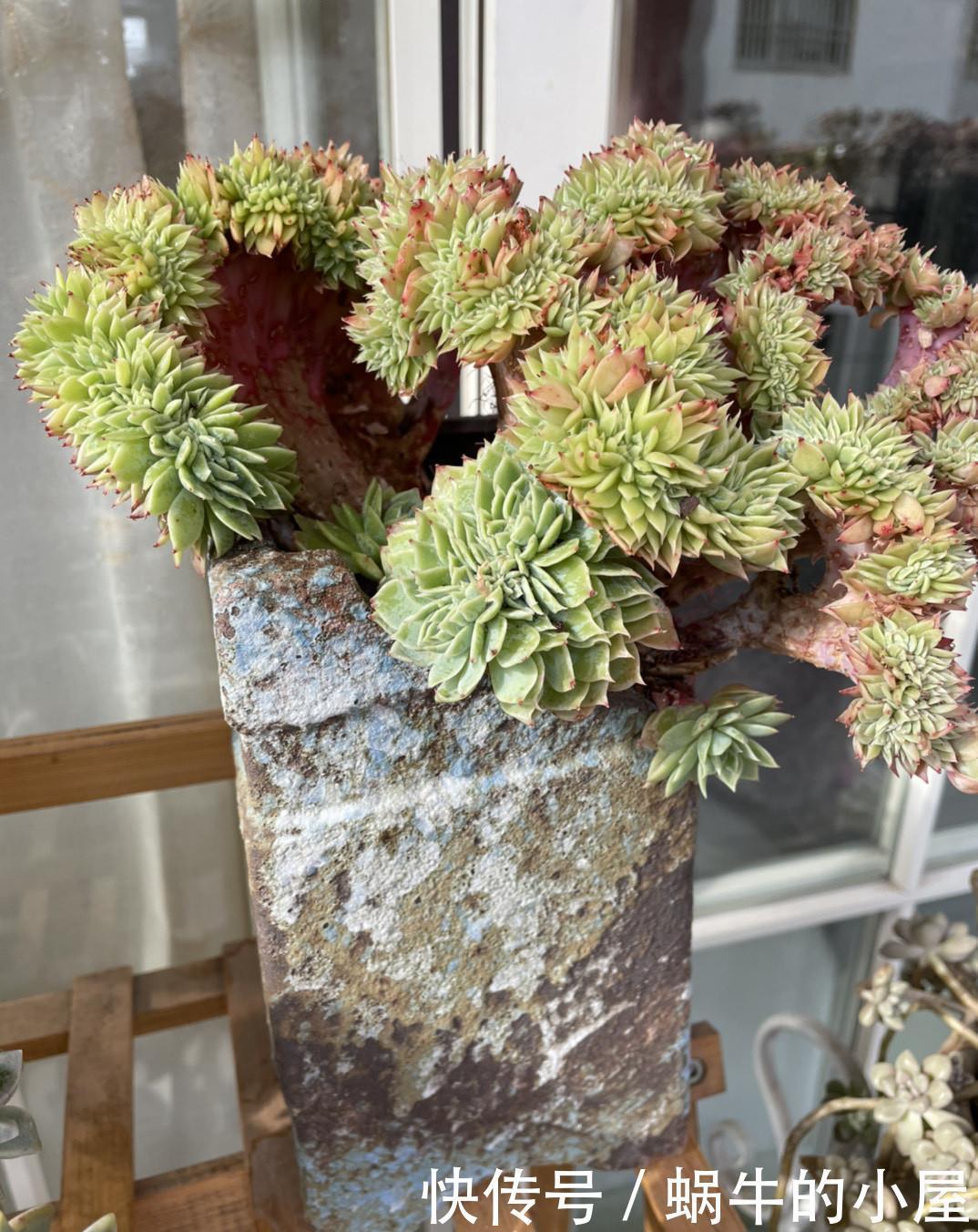 养分|多肉即将进入休眠期，三动作“控一控”，顺利度夏，不易穿裙子