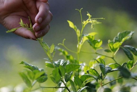  浆果茶|村里有一种“植物”，叶子可泡茶饮用，可治疗多年的脚臭病！