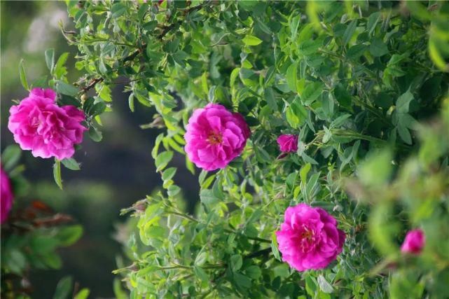 33种花，33首歌，太美了！