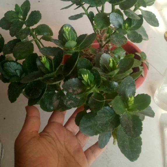 嫁接长寿花:如何让盆栽开出多色花?5步操作,花开美如圣诞树