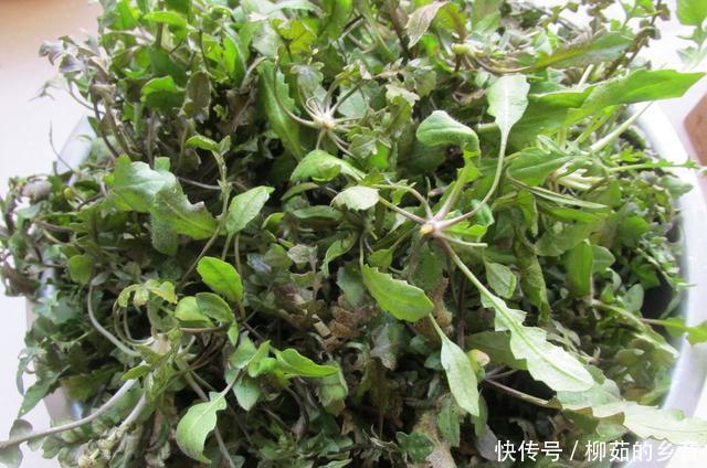 地面团|吃饺子这馅真鲜，比韭菜芹菜好吃多了，出锅连吃30个，比肉馅好吃