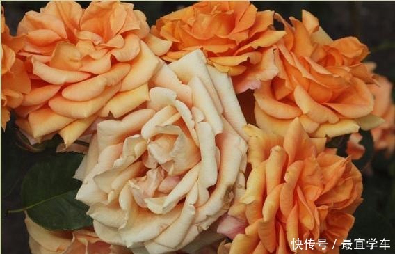 25款庭院月季推荐。助你打造五彩缤纷的庭院,丰花好养还能盆栽