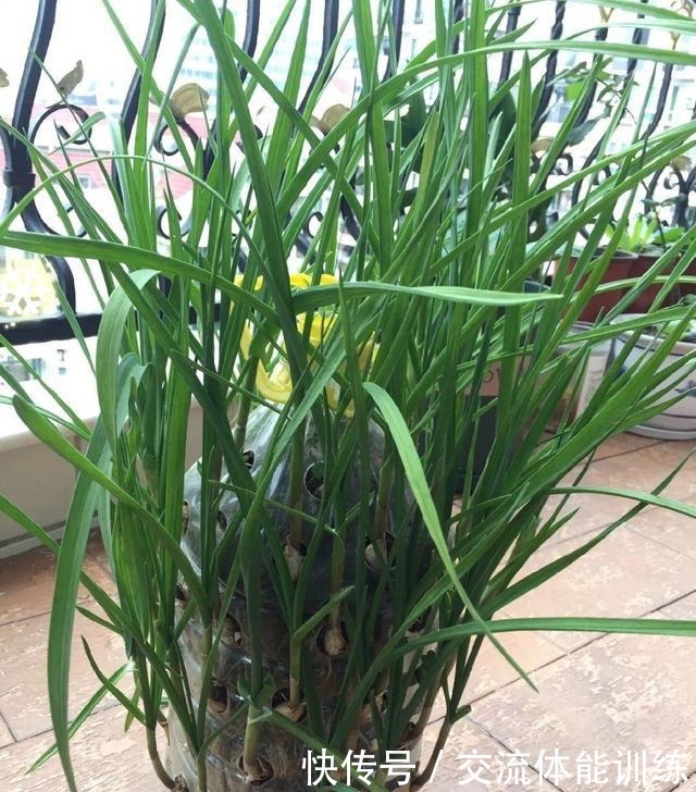 把菜种自家墙上,多得吃不完,太震撼!