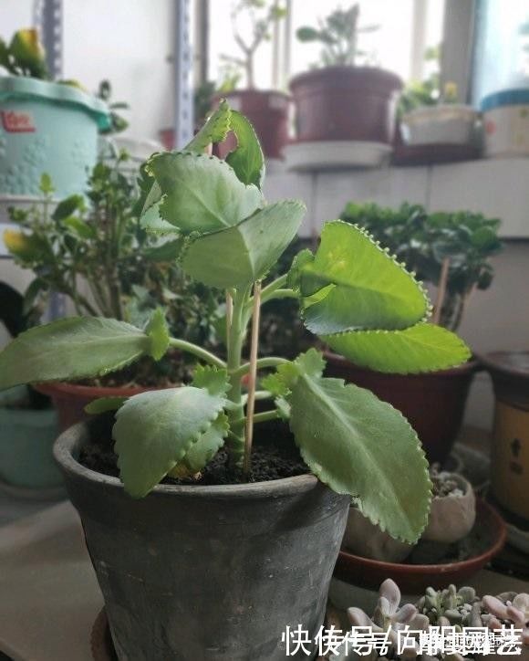 爆盆|最好养的多肉,非这4种莫属,2块钱买一盆,太阳一晒就变红