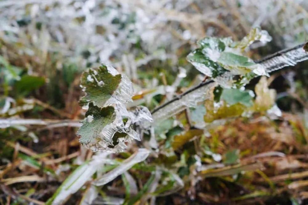 武鸣大明山化身“冰雪世界”， 雾凇云瀑美如仙境！