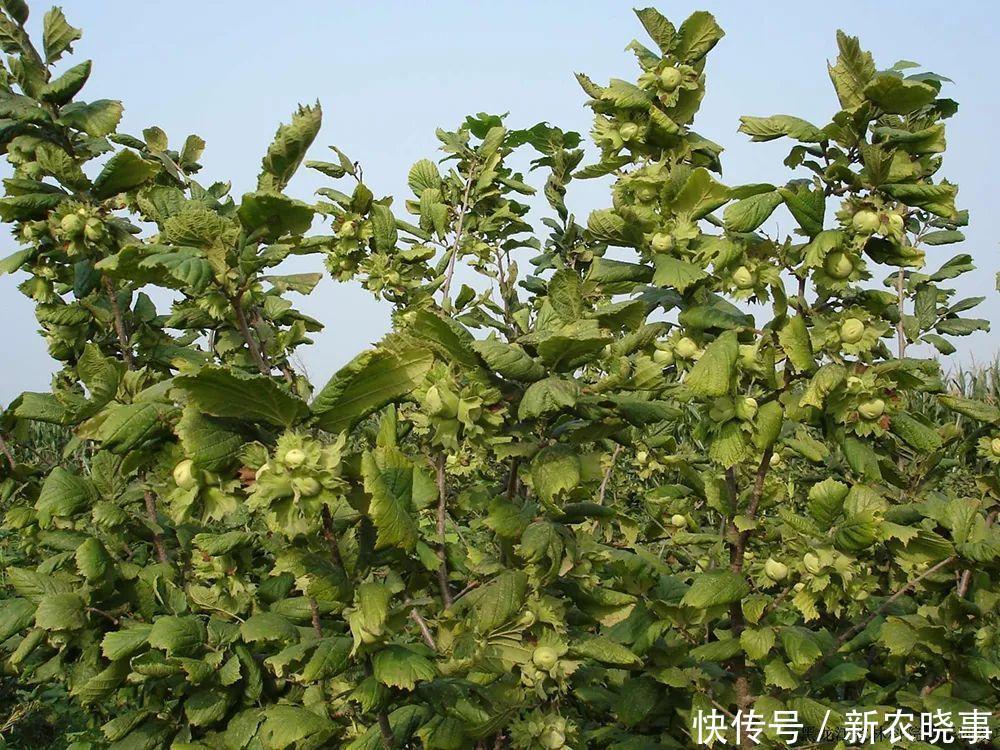 亩产值超万元,可连续采摘50年,市场畅销,却陷入种植骗局?