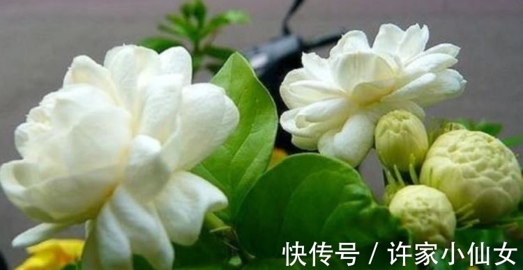 几款花卉好养又漂亮,清新悦目,一养就上瘾