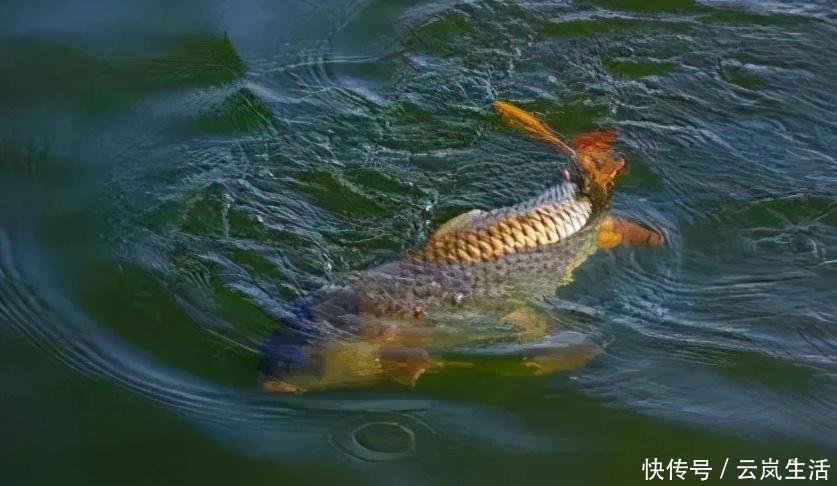 搅拌均匀|钓鱼自制饵料配方详解!诱鱼迅速,大鲫大鲤!