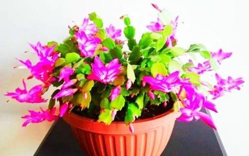 蟹爪兰叶片发红,怎么办?