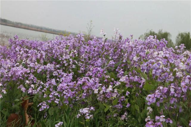 是去花海里畅游，还是去寻味历史，这个地方你说了算