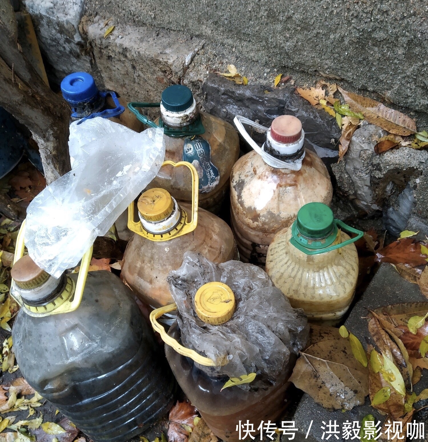 浇灌|李大爷养花，2种水“浇灌”所有花，1盆比1盆旺，从不买“花肥”