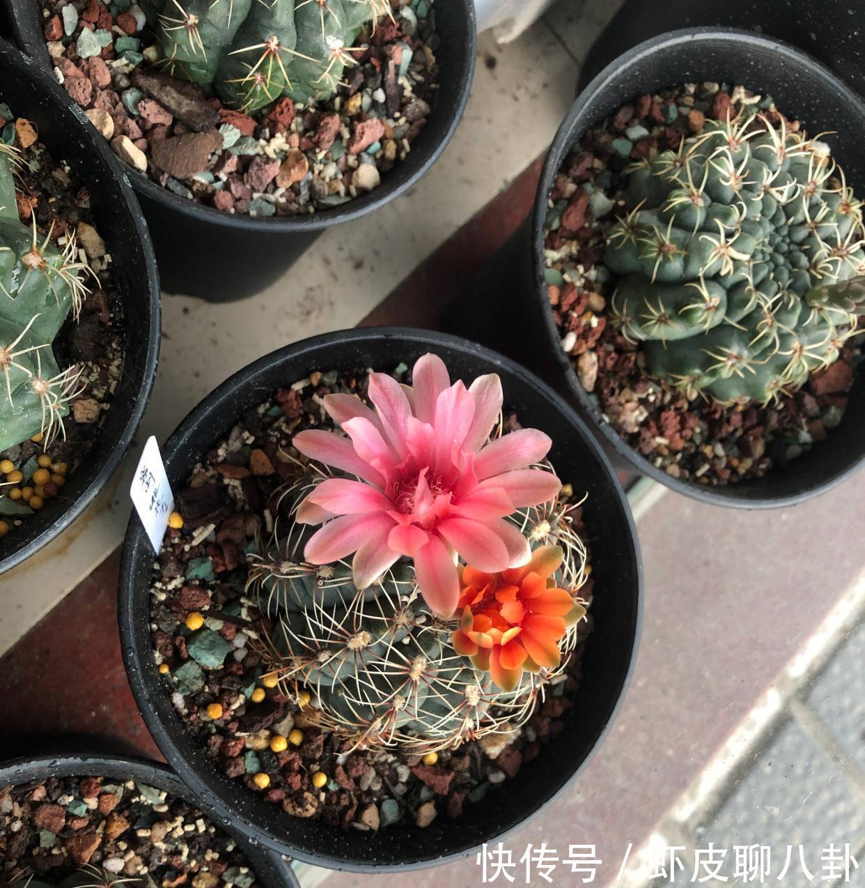 养仙人球就养一棵“绯花玉”，花瓣大、很美很好养、不止开一茬