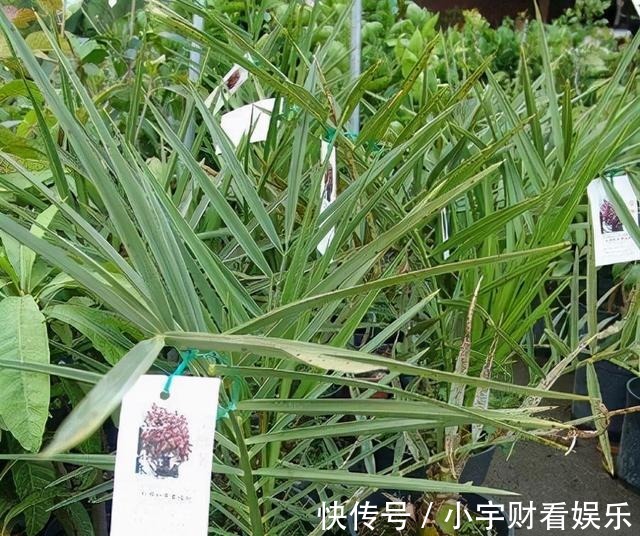 椰枣树|盆栽“枣树”多年，今年终于来一个“大惊喜”，邻居都围观凑热闹