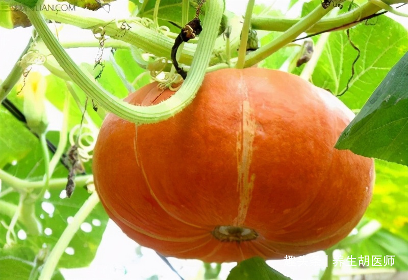 变老|女人不想变老,推荐吃以下食物,补水润肤,排毒抗衰,预防疾病