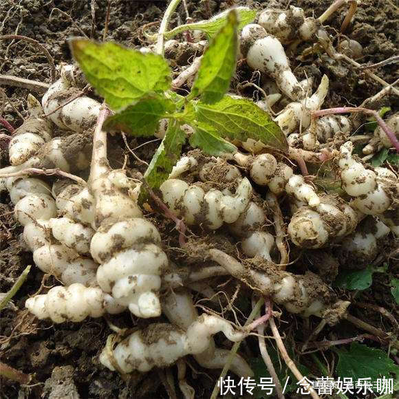 叶子像薄荷,果实像螺狮,药食兼用,最低售价也要15元一斤!