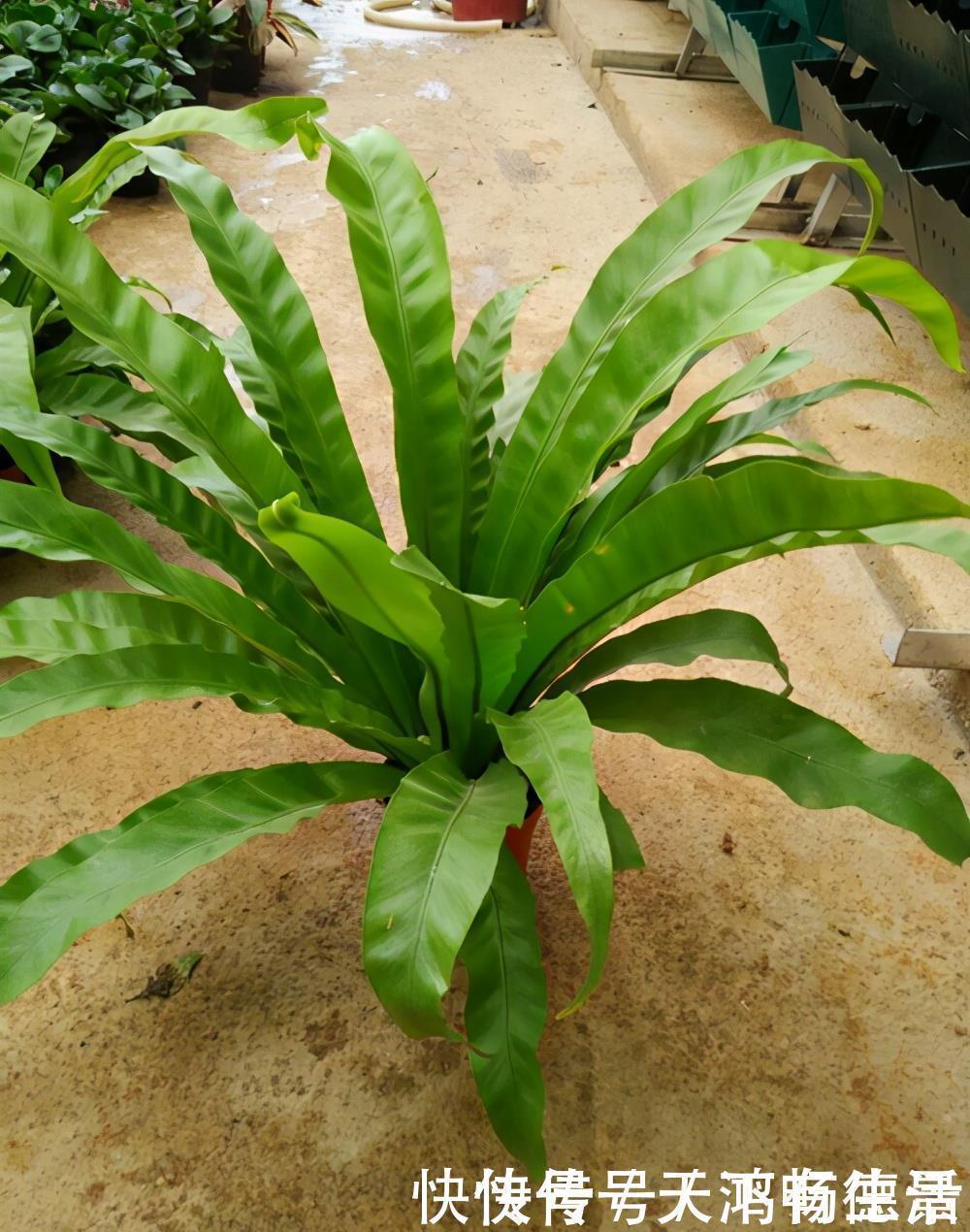 植物|适合卫生间生长的植物,推荐6种好养的给你,它们有什么特点呢?