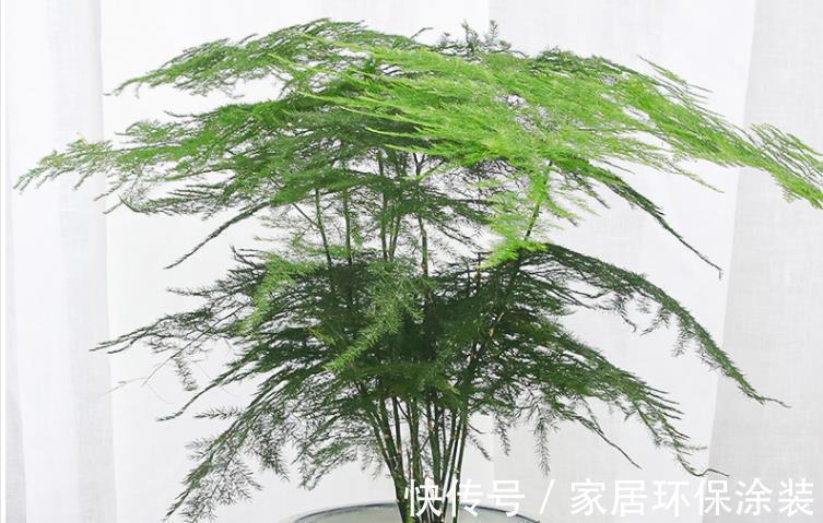 文竹|文竹夏季想要长得油绿旺盛,养护技巧很重要,这3点你要了解
