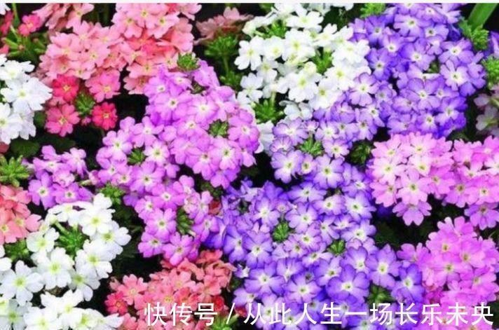 适应能力|4种旺运花,吉祥添富贵,开起花来拦不住,美不胜收,你养了吗