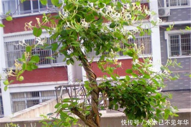 夏季摘1个枝,丢盆里,来年花开满阳台,成枝肥叶壮有价值的盆景