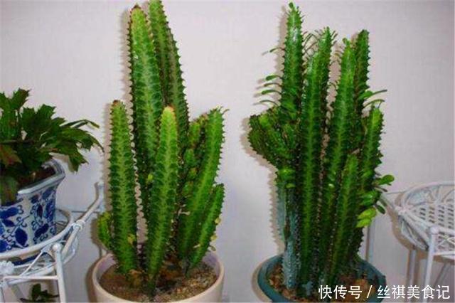 仙人掌|2种盆景被公认“长得丑”，殊不知是睡眠“守护神”，再丑也得养