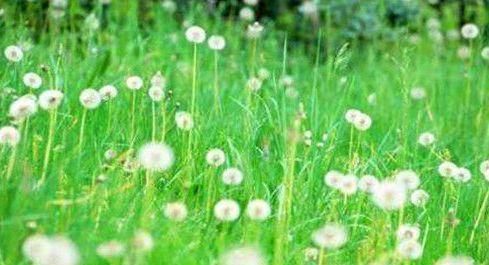 美容养颜|人到中年,几种食物离不开,美容养颜,滋润身体,早知早受益