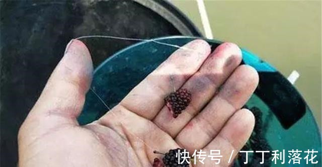 酒香|夏季钓草鱼,用自制饵料效果更好,多种味型饵料配方,专钓大草鱼!