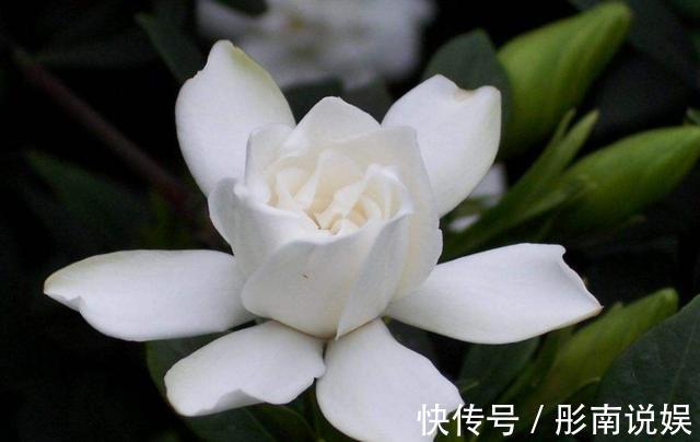 栀子花花期养护你知道吗这几点很重要，否则容易造成花苞脱落