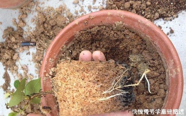 锯末|养花土不用买,3种料放在花盆下,就是花卉万能土,养啥旺啥!