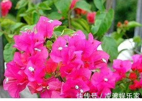 花芽|三角梅有花不开花做好“4件事”,花苞齐刷刷,开成叶子花