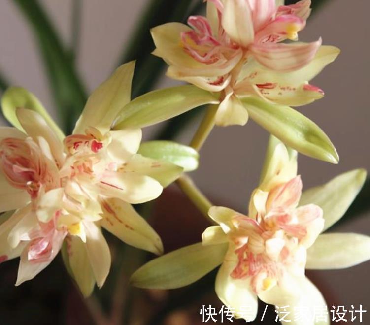植株|养兰花富山奇蝶，夏秋盆栽嗖嗖开花，花色黄中带有一丝红