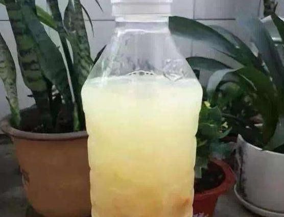 养这“3种花”,7天就要喂点“酸水”,不然根烂、花儿落,只剩枝