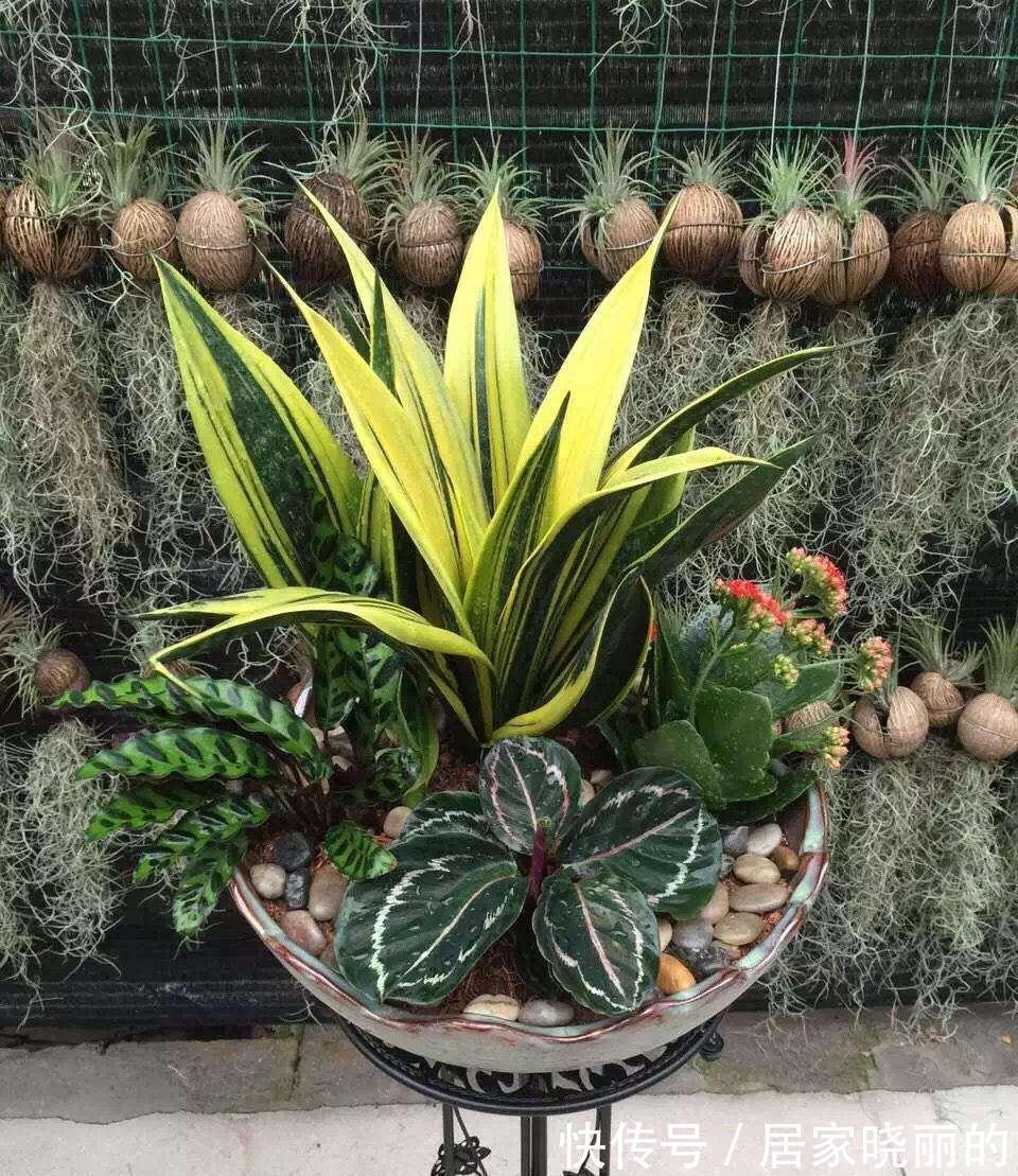 公认的“十种健康花”,建议至少养一盆,净化空气一级棒