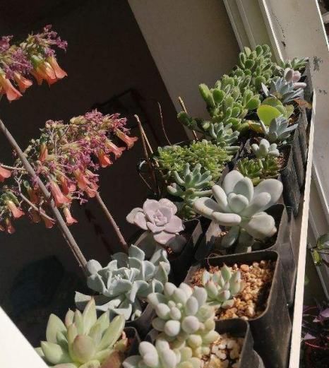 见过这么肥美的多肉吗团圆粉嫩惹人爱,一盆就击中你的心