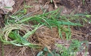 治疗|农村一种野草,蛇见到掉头,药用价值高,治疗牙痛有奇效,了解下