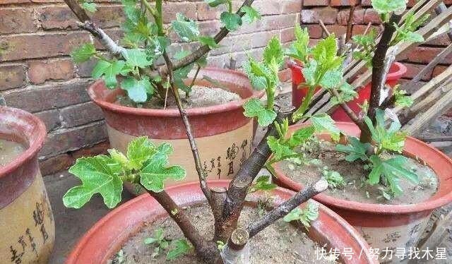 多种树木都想富!「三种树」随手掰一枝,插土生根,来年可以结果