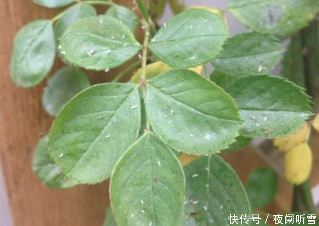 花盆里的“小飞虫”越来越多，教你几个除虫小方法，简单又好用