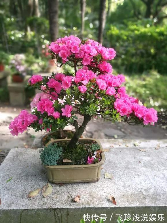 养花技巧:6种花须用小盆“挤着养”,控水好、长得旺!