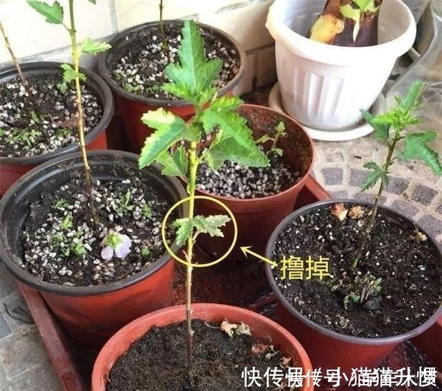 养护|养花要“舍得剪”，把这6种花卉剪成“光杆子”，开花变成棒棒糖！