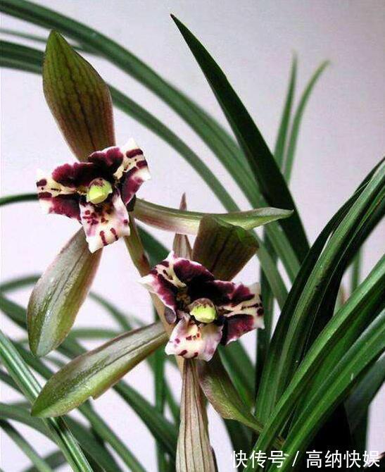 墨兰得根腐病还有救吗教你2个挽救小妙招，让墨兰“起死回生”