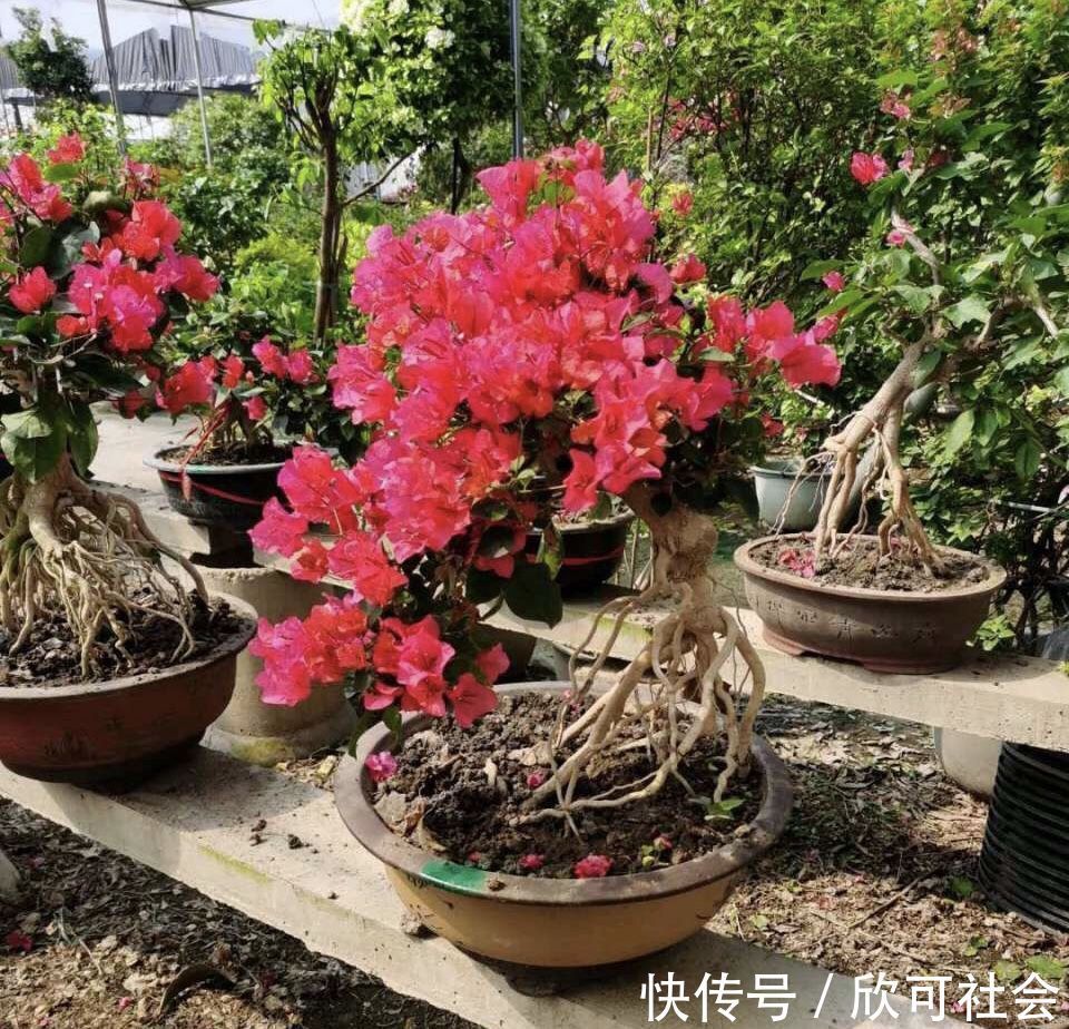 养了10年的三角梅，一年“修剪”5、6次，变成“老桩”盆景